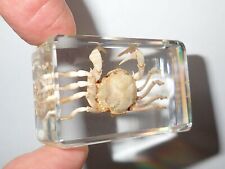 White Spider Crab Uca lacteus in Clear small Block Education Specimen picture