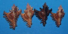 Tonyshells Seashells Chicoreus strigatus MUREX SNAIL 23 - 25mm 4pcs. F+++/GEM picture