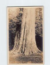 Postcard Giant Cedar, Stanley Park, Vancouver, Canada picture
