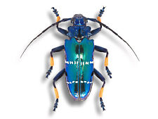 Cerambycidae Sphingnotus mirabilis New Guinea Blue Beetle +30mm Unmounted in USA picture