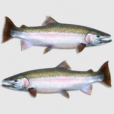 Steelhead Salmon Fishing Decal California Alaska Angler Stream Sticker Fish Yeti picture