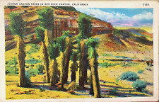 1938 Joshua Cactus Trees in Red Rock Canyon, California - Postcard (Look at the picture
