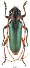 Coleoptera Cerambycidae Stenaspis verticalis arizonica USA 26mm RARE picture