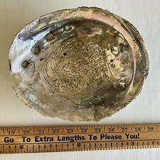 Vintage Abalone Shell Massive 8-15/16