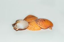Orange Pecten Sea Shell Beach Craft Scallop 2