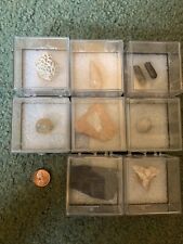 Perky Fossil Lot Of 8 picture