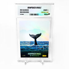 HUMPBACK WHALE TAIL Holographic Card 2023 GleeBeeCo Slabbed #HMST-L Only /49 picture