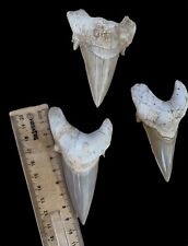 3 Pieces Huge Otodus Obliquus Shark Original Genuine Genuine Shark Tooth Fosser picture