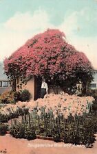 Beaumont California Tiny House Cottage Flower Garden Amaryllis Vtg Postcard X4 picture