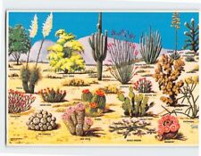 Postcard Cacti And Desert Flora Of The Great Southwest USA picture