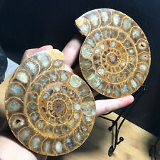 411g 1pair of Split Ammonite Fossil Specimen Shell Healing Madagascar 20 picture
