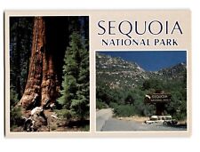 Sequoia National Park California Vintage Postcard - Giant Redwood Trees picture