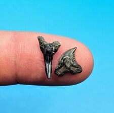 Awesome Pair Of Upper/Lower Hemipristis Serra Shark Teeth Peace River Florida picture