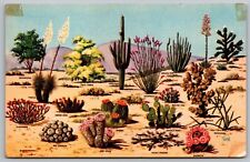 Cacti Desert Flora Great SW Cactus Ironwood Yucca Saguaro Organ Pipe Postcard picture