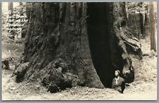 RPPC Postcard Bull Creek Flat Redwood Highway CA woman inside trunk Zon 1602 picture