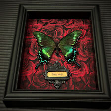 Real Butterfly specimen Home Decor Gift Collection Gothic Wood display Fram picture