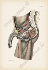 Anatomy human body section male genitals penis Rosenmuller 1807 art print poster picture