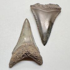 Pair of colorful U/L Fossil GREAT WHITE Shark Teeth - Waccasassa River, FL picture
