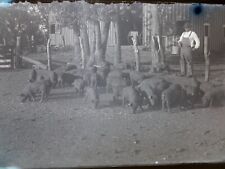 Glass Negative Antique Photograph of Pigs & Farmer 6.5x4.5 Inches Approx. :D picture