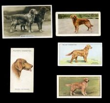 GOLDEN RETRIEVER GUN DOG VINTAGE CIGARETTE & TRADE CARDS - X 5 all original picture