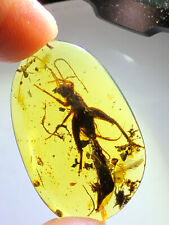 Burmese burmite Cretaceous Beautiful big cricket insect fossil amber Myanmar picture