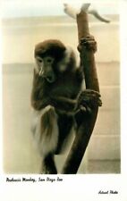 San Diego California Proboscis Monkey Zoo Actual 1960s Photo Postcard 21-6195 picture