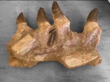 Original Rare Prehistoric Mossaor Unpacking 5 Teeth Marine Reptile Fossils picture
