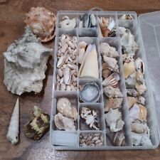 Estate Sea Shells Collector Lot Various Sizes And Shells Conch Cowrie Etc picture