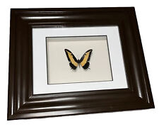 Handcrafted (rare) Monarch Butterfly.  Framed In Deluxe Box Frame. picture