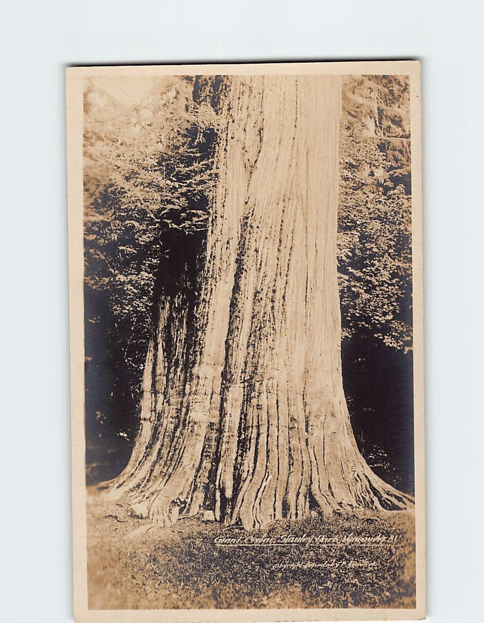 Postcard Giant Cedar, Stanley Park, Vancouver, Canada