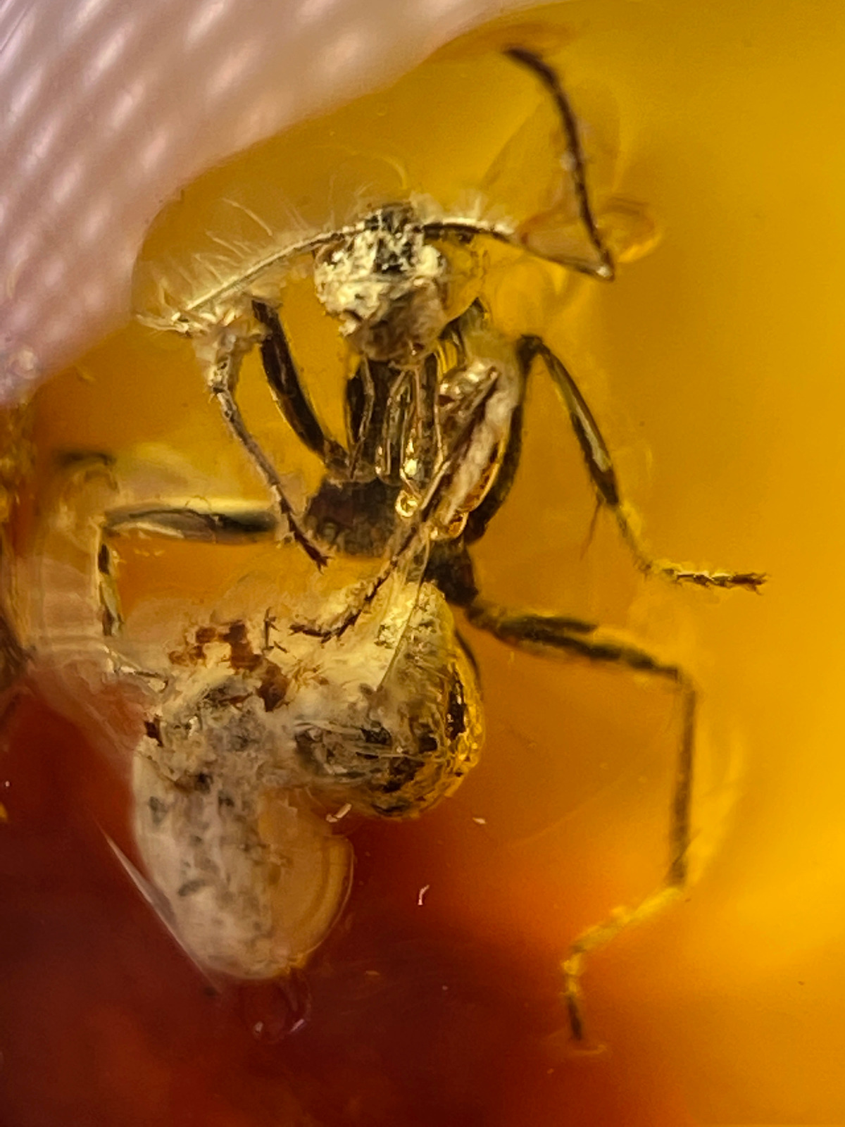 Burmese burmite Cretaceous Big ant insect fossil amber Myanmar Ring