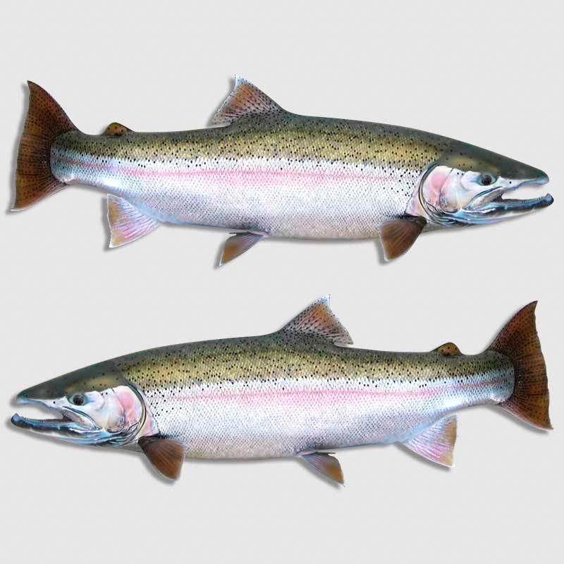 Steelhead Salmon Fishing Decal California Alaska Angler Stream Sticker Fish Yeti
