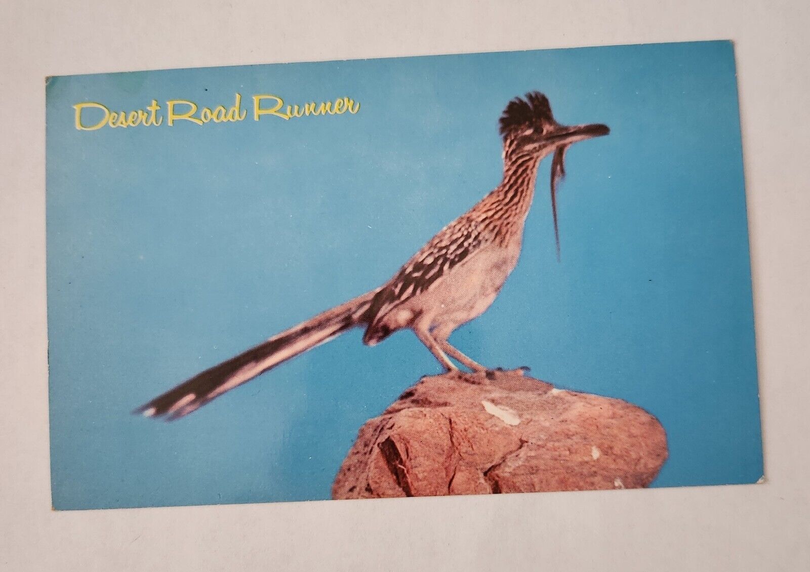 Postcard Desert Road Runner Bird 1970