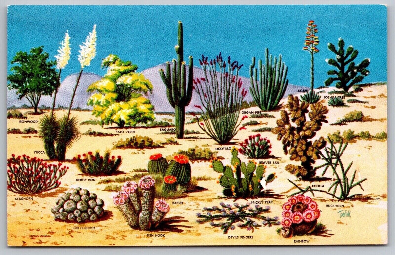 Cacti Desert Flora Great SW Ironwood Palo Verde Saguaro Organ Pipe Postcard UNP
