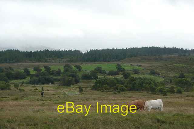 Photo 6x4 Pasture at Mace South Aille\\/M0780 Cattle pasture in the lower  c2008
