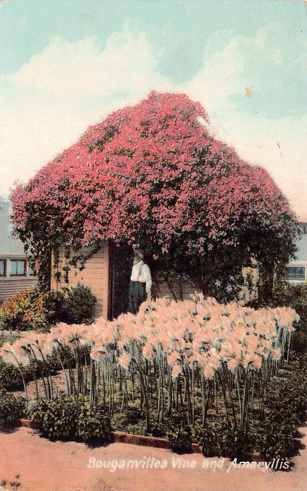 Beaumont California Tiny House Cottage Flower Garden Amaryllis Vtg Postcard X4