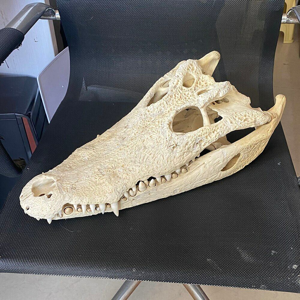 1 pcs Real Crocodile Skull Taxidermy Animal skull specimen 16-18 inches/40-45 cm