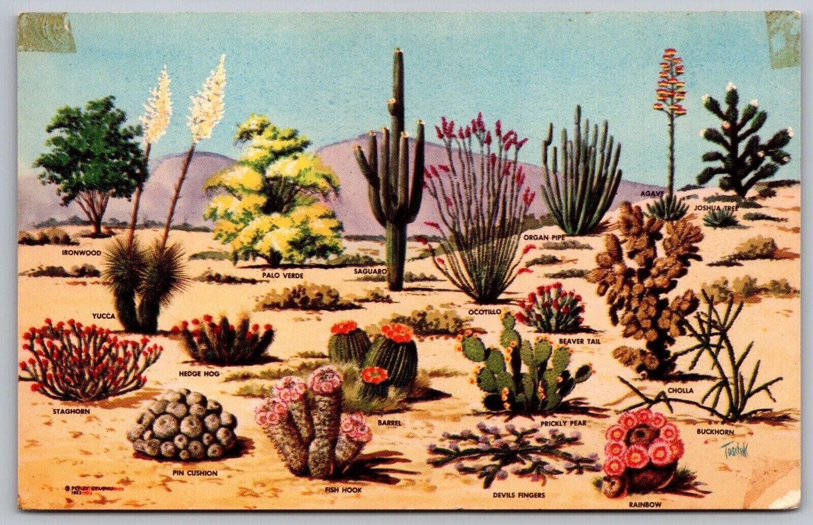 Cacti Desert Flora Great SW Cactus Ironwood Yucca Saguaro Organ Pipe Postcard