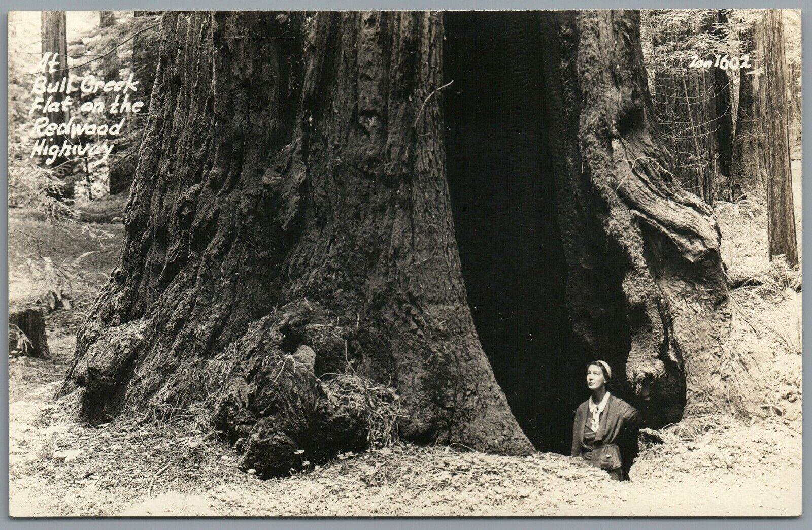 RPPC Postcard Bull Creek Flat Redwood Highway CA woman inside trunk Zon 1602