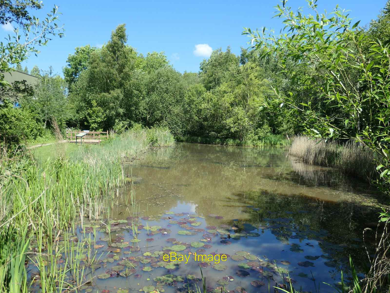 Photo 6x4 The larger pond, Denso Marston nature reserve Baildon Full of t c2019