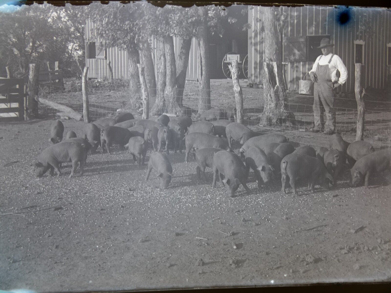 Glass Negative Antique Photograph of Pigs & Farmer 6.5x4.5 Inches Approx. :D