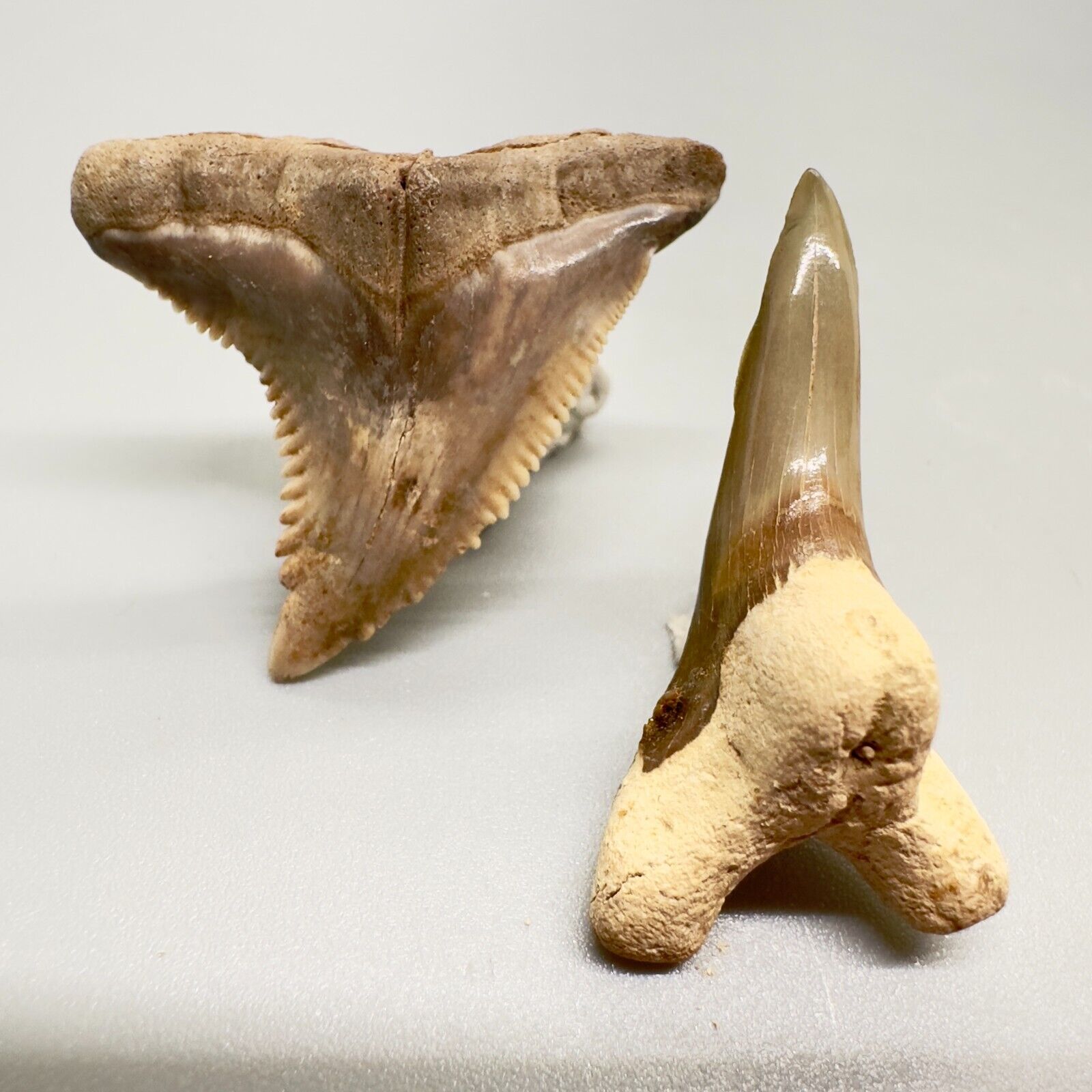 Pair Upper/Lower Colorful Fossil EXTINCT SNAGGLETOOTH Teeth - Gainesville, FL
