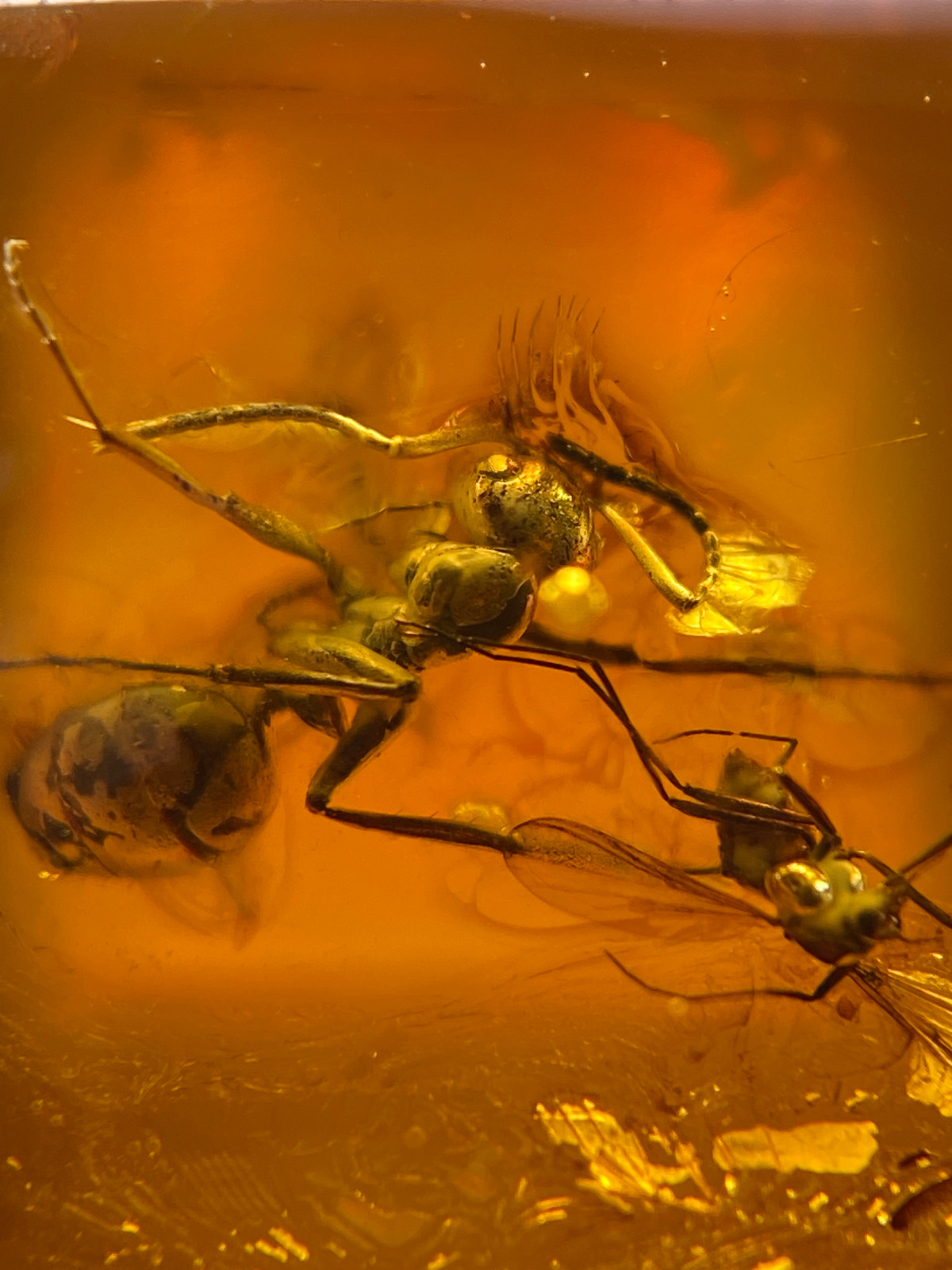 Burmese burmite Cretaceous Big ant insect fossil amber Myanmar Ring