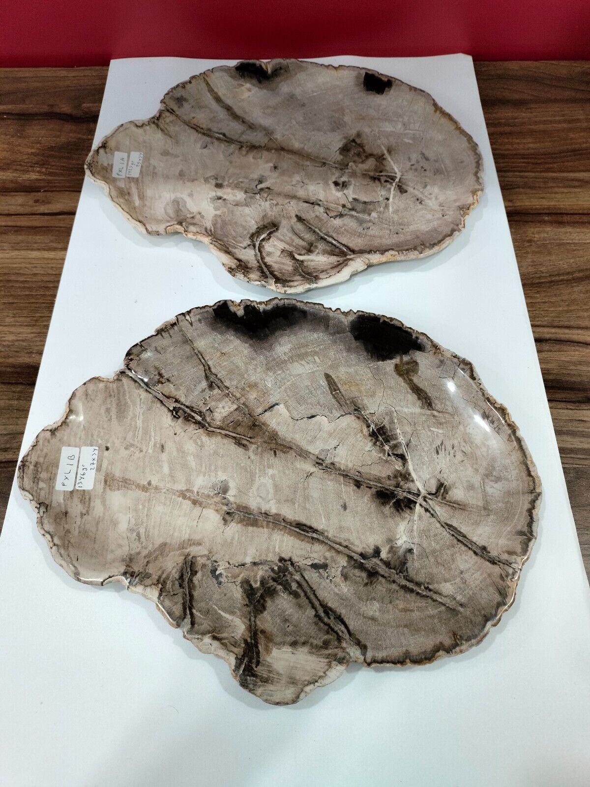 2 Pcs of Ex Large petrified wood plate around 25x35cm, Total  2768gr  (PXL1)