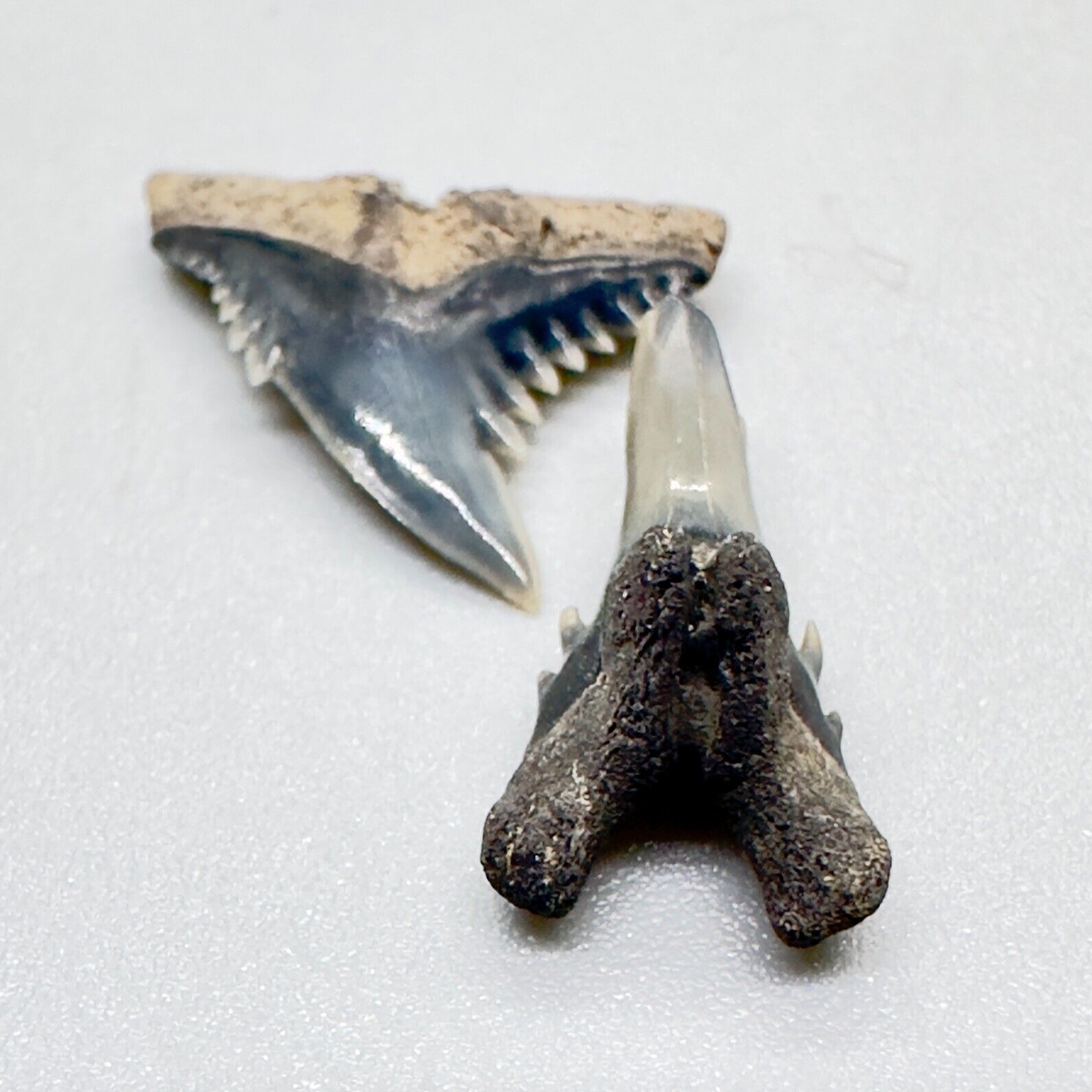KILLER Upper/Lower Pair Fossil HEMIPRISTIS CURVATUS Shark Teeth - New Bern, NC