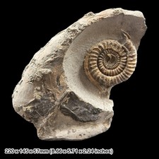 Rare Echioceras Ammonite Fossil with Serpulid Worm Lower Lias Charmouth Dorset picture