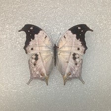 Mother of Pearl Butterfly, Salamis duprei, Wings Spread, A1-, Real Insect, Craft picture