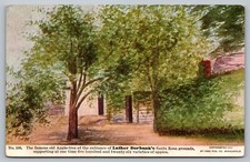 Postcard Famous Old Apple Tree Luther Burbanks Santa Rosa Grounds c: 1907 CA picture