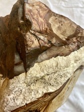 12.36 lb Blue Biggs Picture Jasper  Lapidary Rough from Biggs, Oregon picture