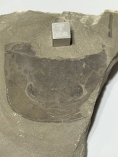 Eurypterid Fossil- From Canada-Sea scorpion- Silurian Era e6 picture